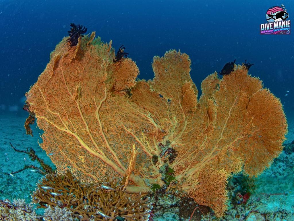 Khaolak Dive Resort เขาหลัก ภายนอก รูปภาพ