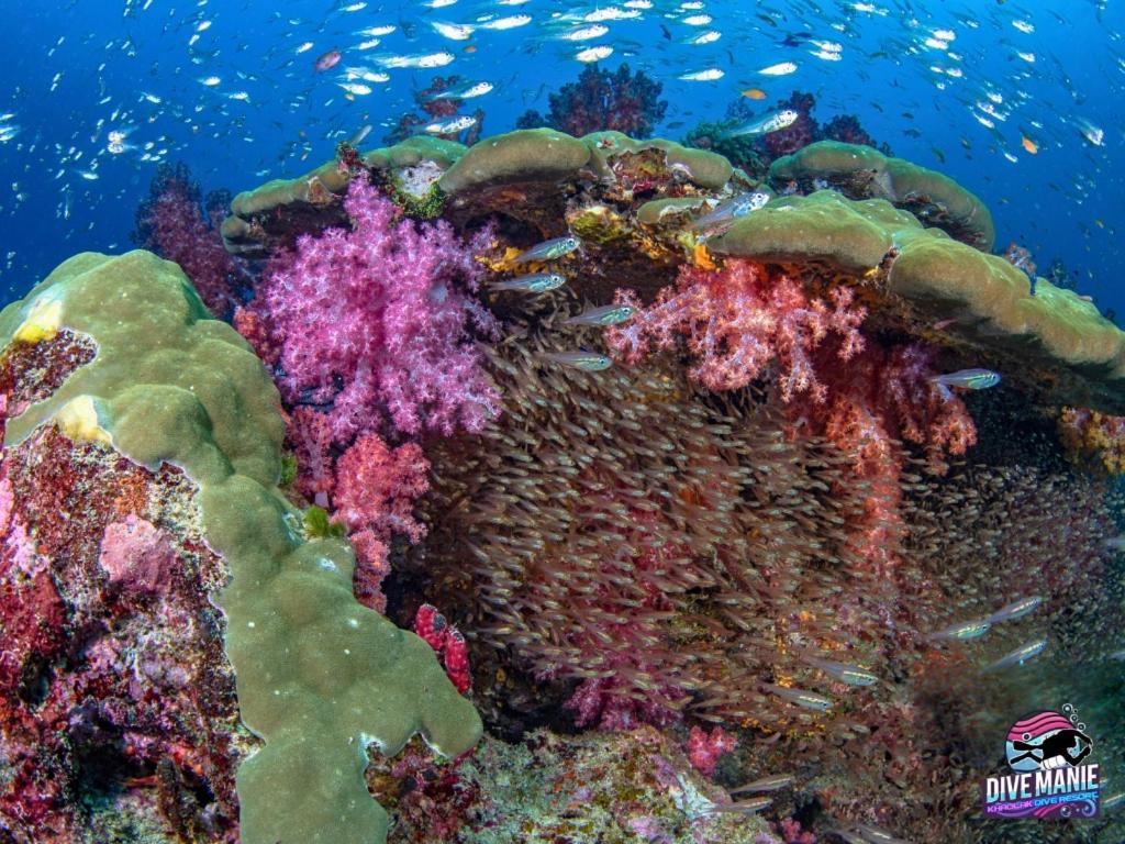 Khaolak Dive Resort เขาหลัก ภายนอก รูปภาพ
